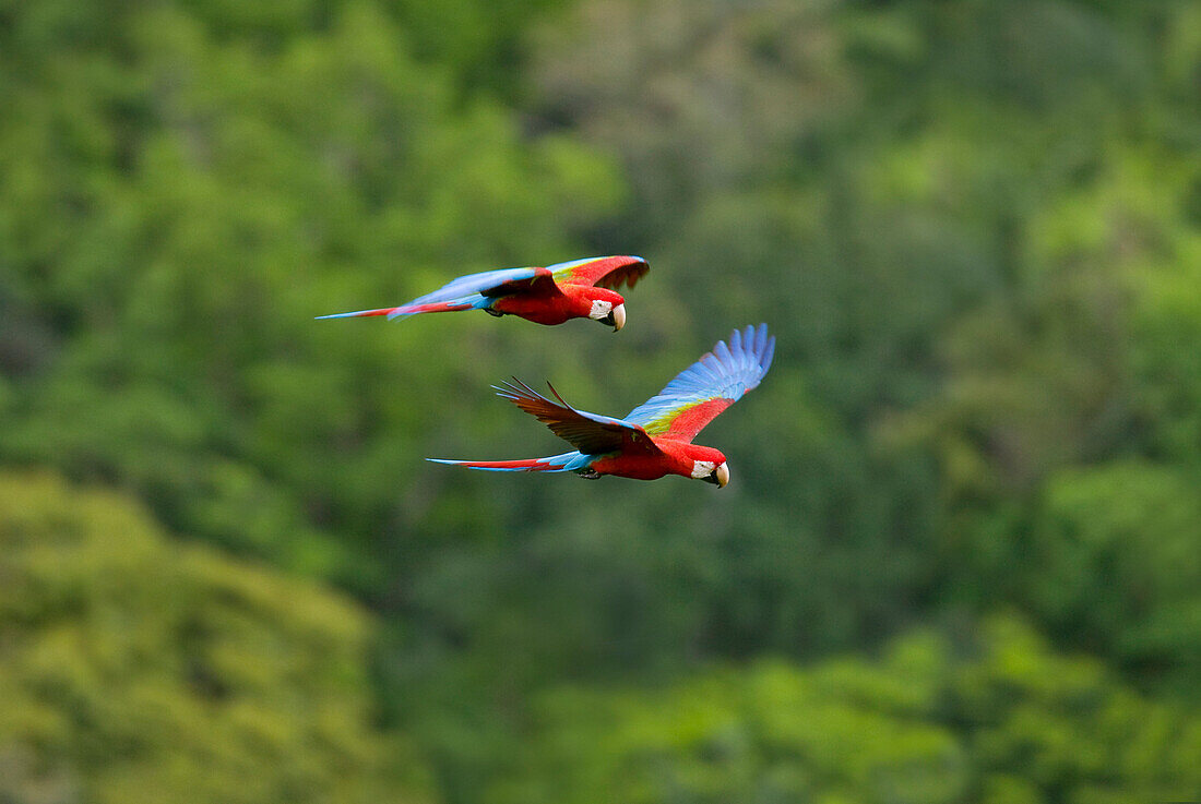 Rote Aras fliegen über dem Dschungel und dem Berg Surama, Guyana, Südamerika, Amerika