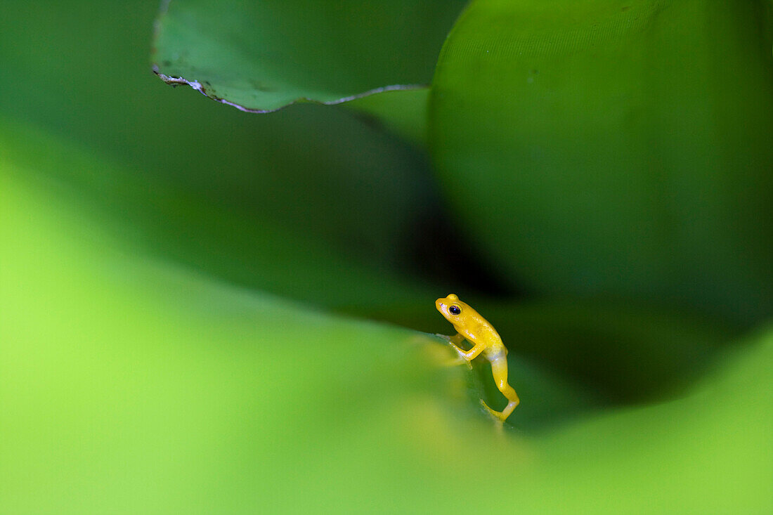 Golden poison dart frog in Tank bromeliad, Kaieteur National Park, Guyana, South America