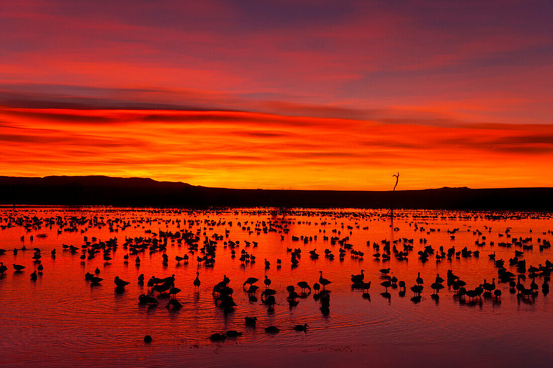 Roosting snow geese in lake at dawn, Bosque Del Apache NWR, New Mexico, USA, America