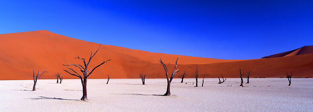 Bald trees in the Namib desert under blue sky, Namib Naukluft National Park, Namibia, Africa