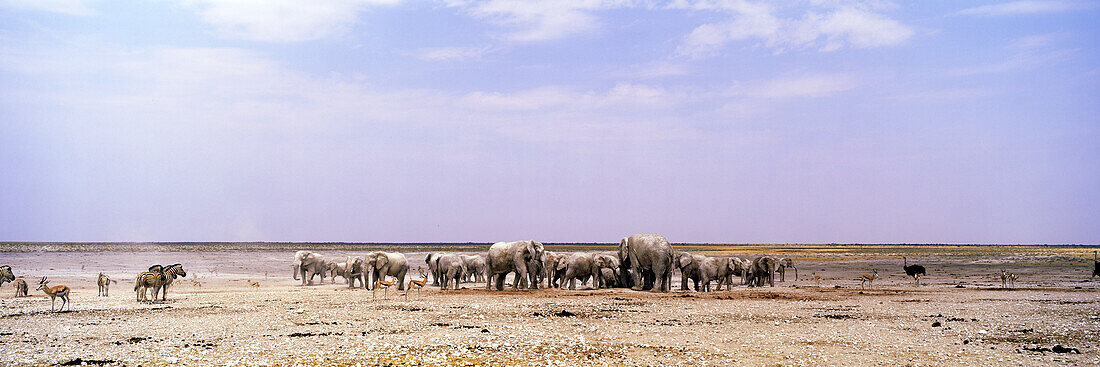 Elefantenherde auf einer Ebene im Etosha Nationalpark, Namibia, Afrika