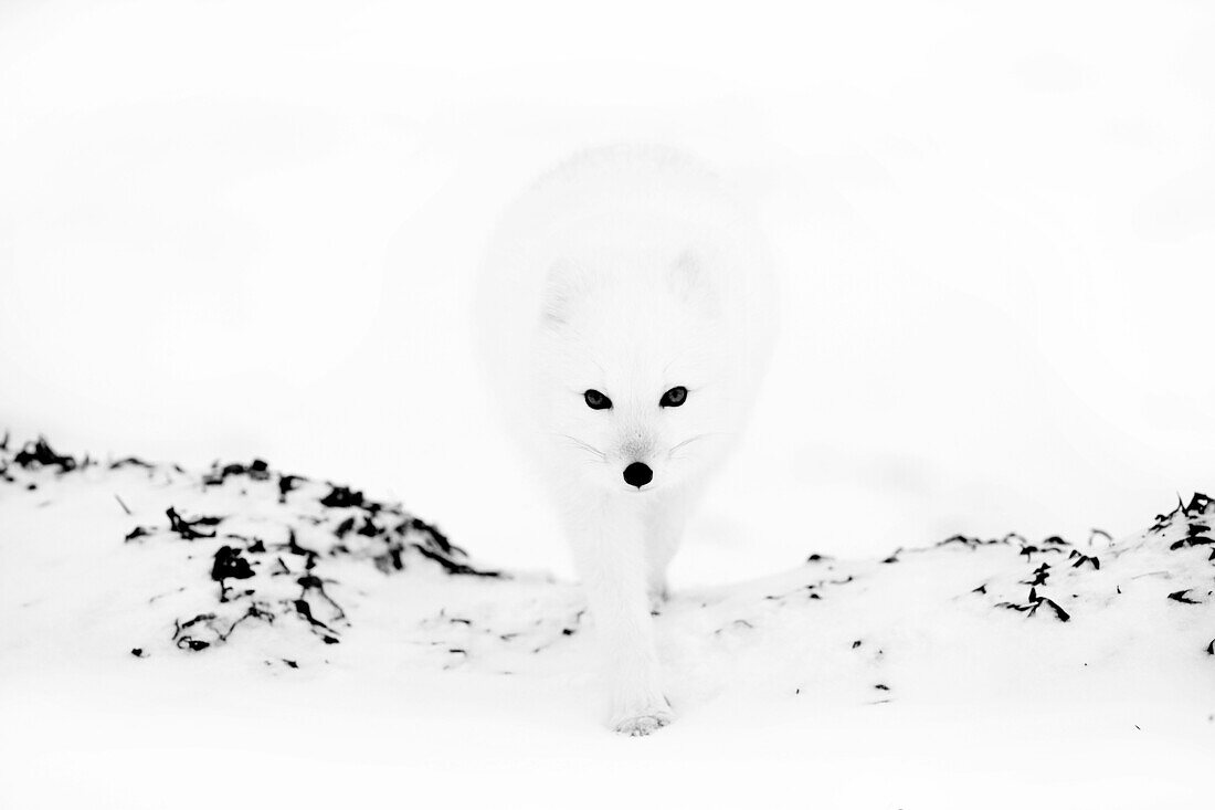 Ein Polarfuchs erscheint aus dem Nebel, Arktis