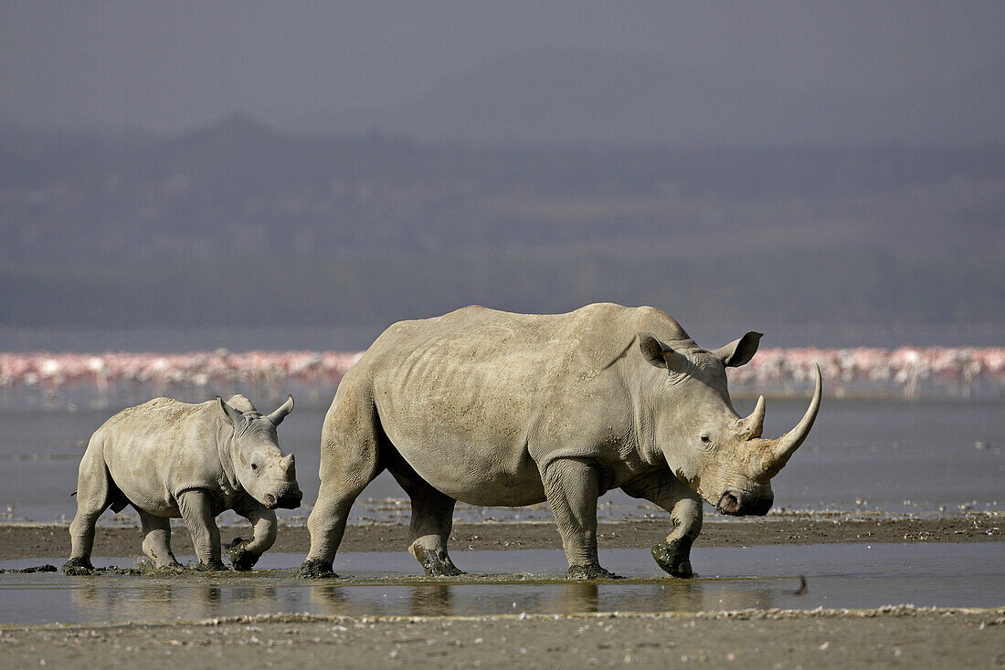 Nashorn mit Jngtier am Ufer des Nakuru Sees, Nakuru Nationalpark, Kenia, Afrika