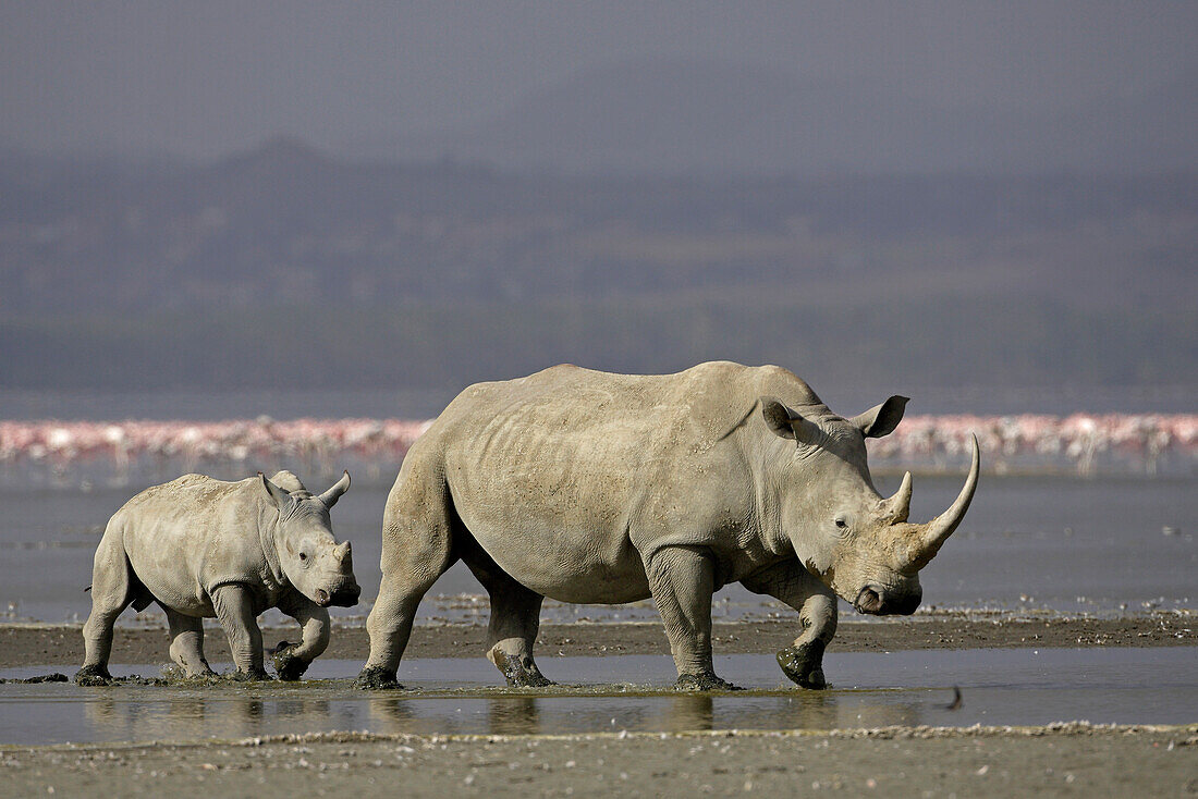 Rhinoceros mother with juvenile, Nakuru National Park, Kenya, Africa