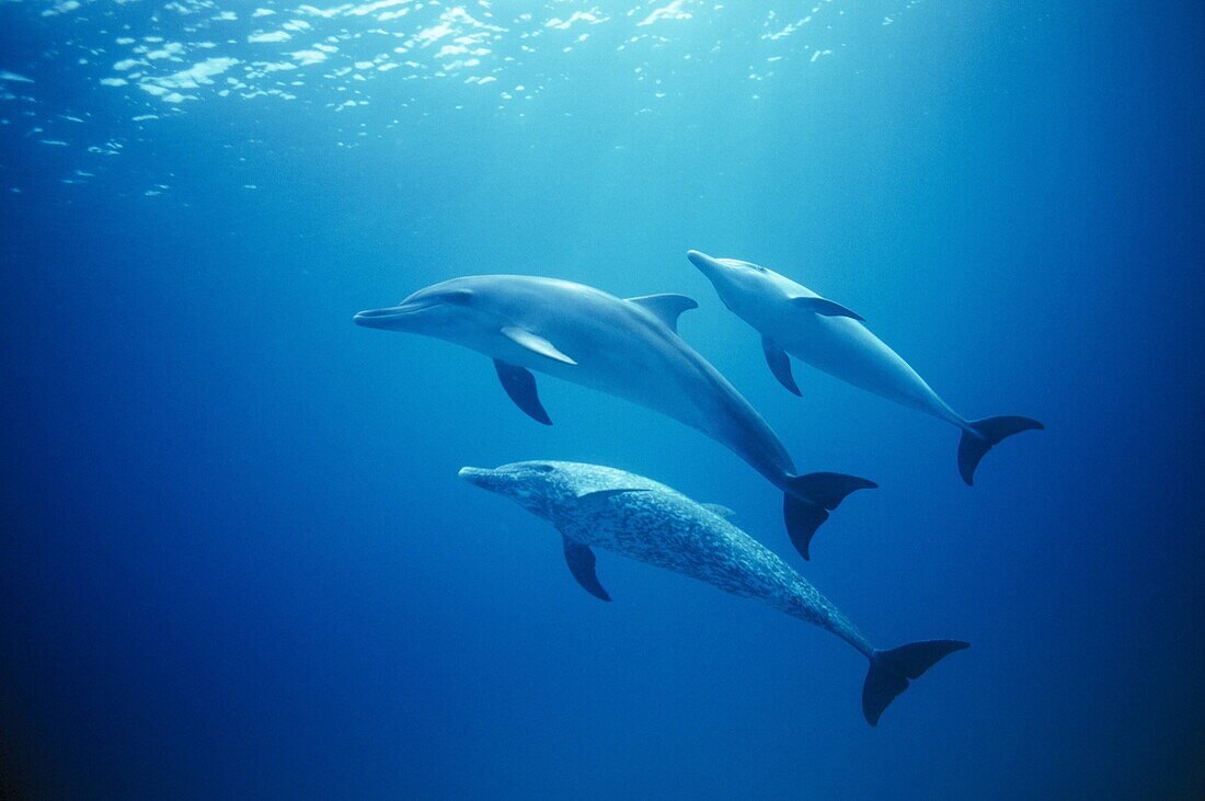 Three dolphins playing in the water, Bahama Bank, Bahamas, Caribbean, America