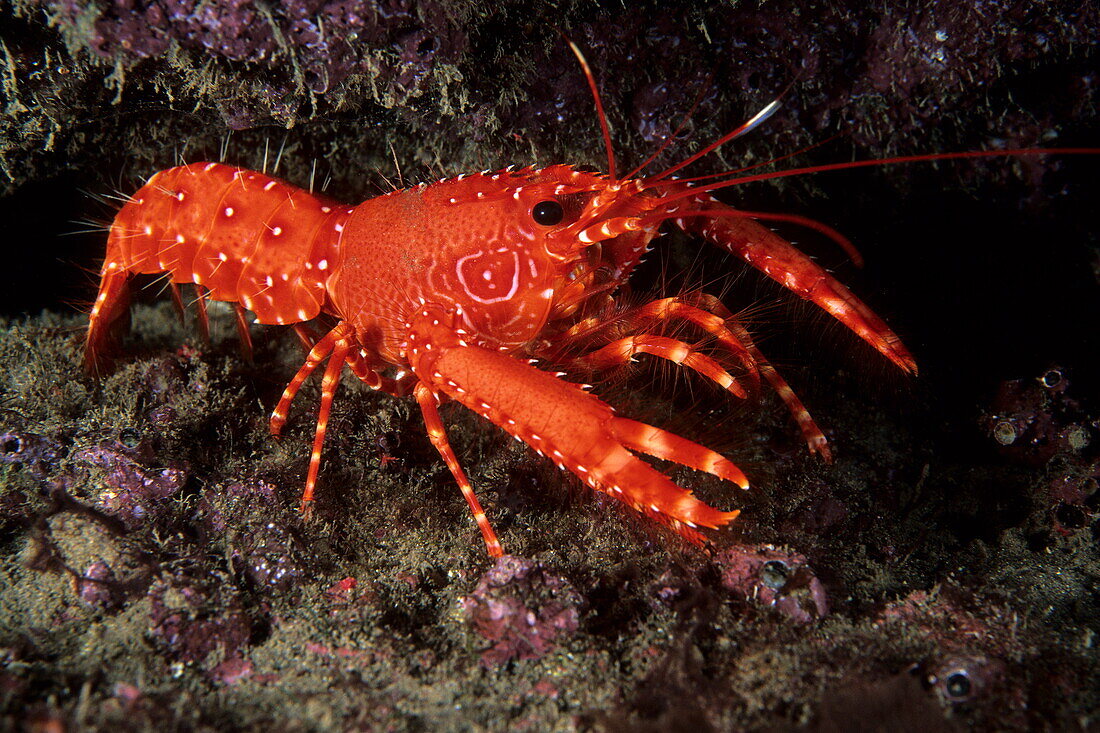 A reef lobster on a rock under water, El Hierro, Canary Islands, Spain, Atlantic Ocean