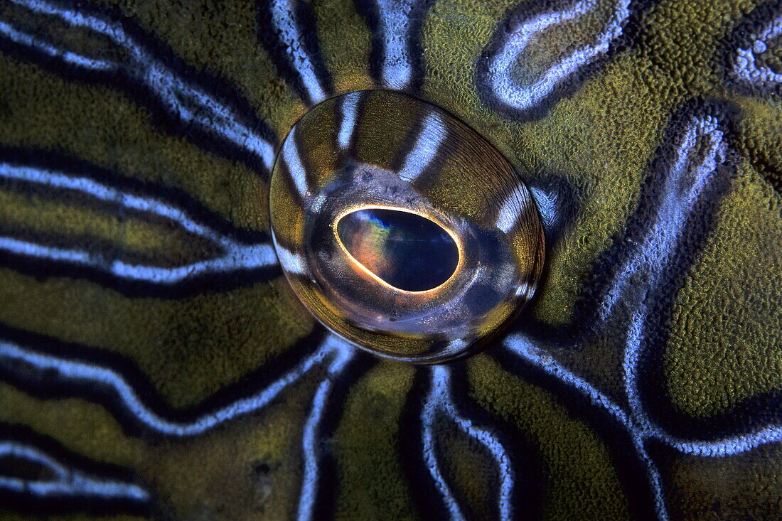 Close up of a hawkfish's eye, Cirrhitus rivulatus, Sea of Cortez, Baja California, Mexico, East Pacific Ocean