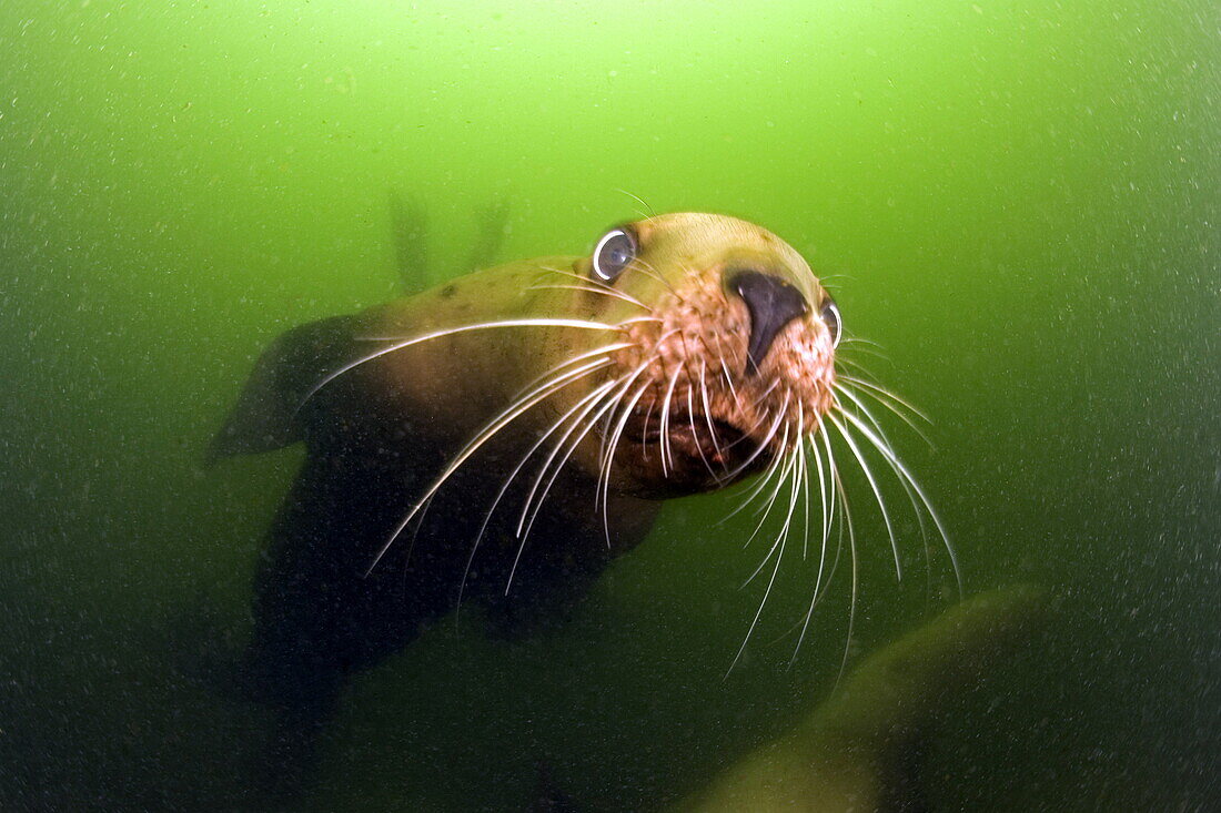 Curious Steller sea lion or Northern sea lion under water, Alaska, North Pacific Ocean