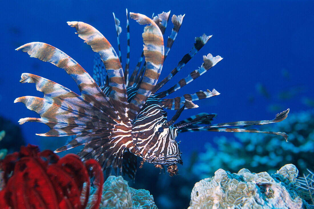 Nahaufnahme von einem Rotfeuerfisch an einem Korallenriff, Komodo Archipel, Komodo Nationalpark, Indonesien, Pazifik
