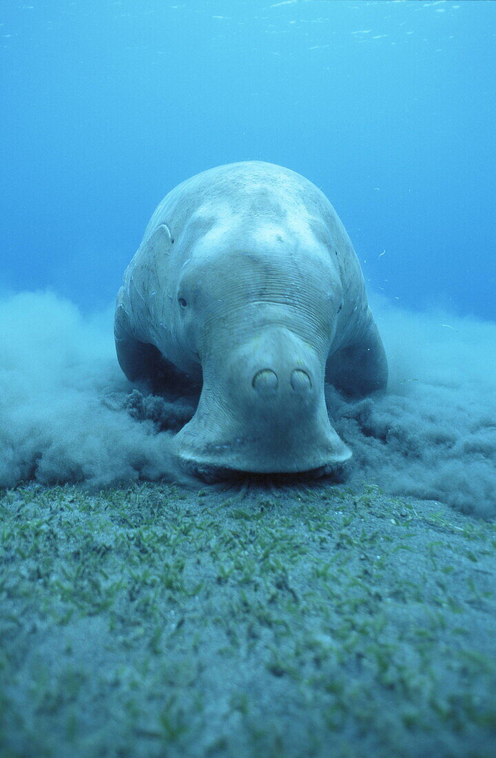 Dugong dugong feeds on seagrass meadows, Vanuatu, South Seas, Oceania