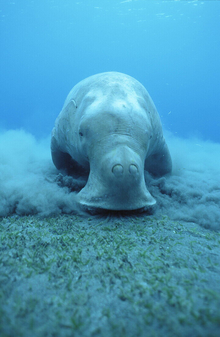 Weidende Gabelschwanzseekuh auf dem Meeresboden, Vanuatu, Südsee, Ozeanien