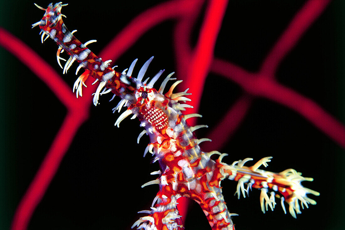 Harlekin-Geisterpfeifenfisch, Solenostomus paradoxus, Kepulauan Tukangbesi, Wakatobi National Park, Indonesien