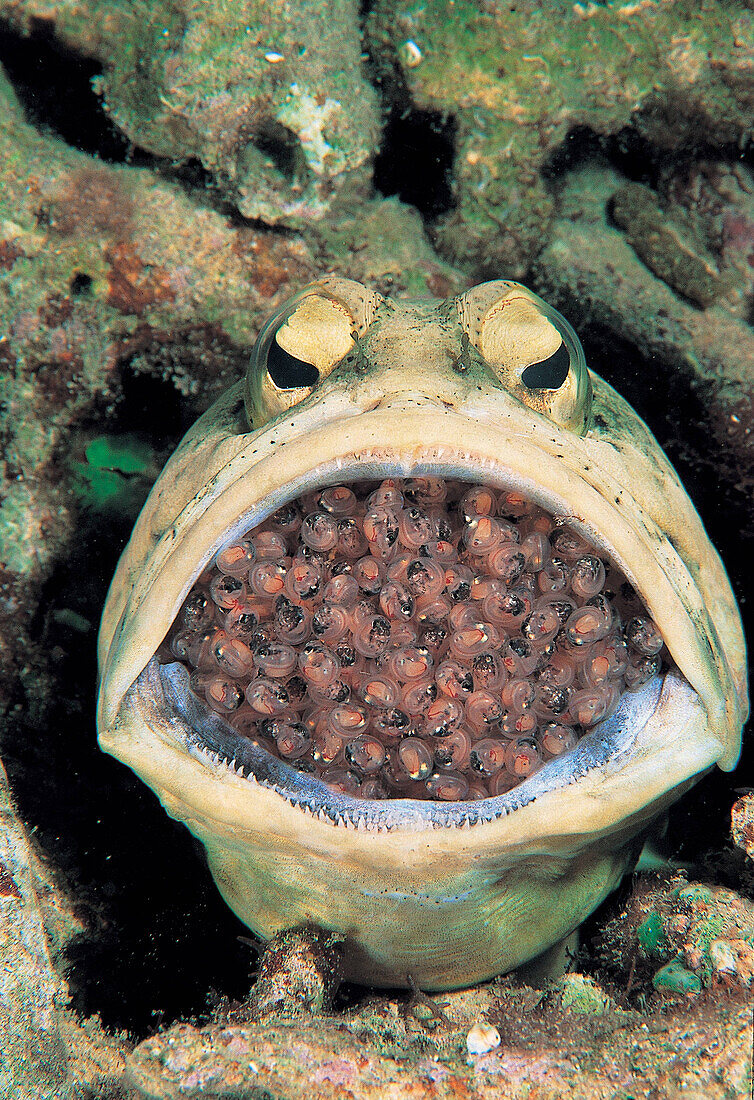Jawfish with eggs in his mouth, Opistognathus, Coron, Palawan, Philippines