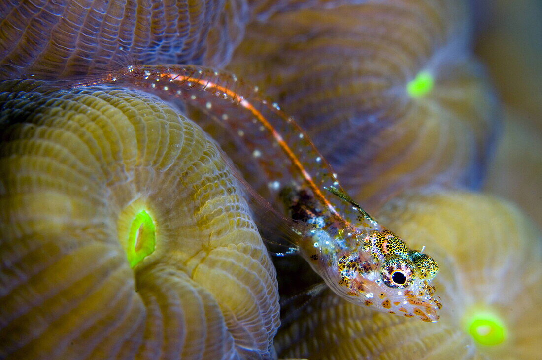 Emblemariopsis with Montastraea cavernosa, Great star coral, Cayman Islands, Greater Antilles, Antilles, Caribbean, Central America, Atlantic  Ocean