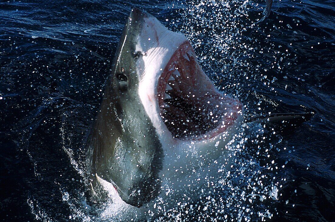 Great White Shark comes to the surface with open jaws, Carcharodon carcharias, South Australia, Southern Ocean