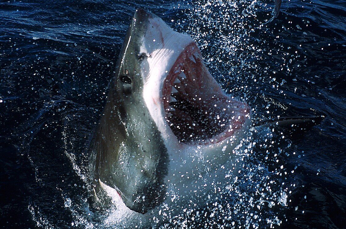 Weißer Hai mit dem geöffnetem Maul aus dem Wasser springend Carcharodon carcharias, im Süden Australiens, Südlicher Ozean