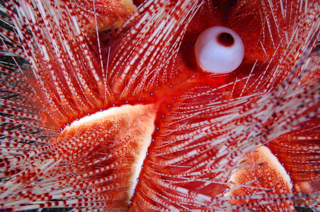 Roter Diademseeigel in den Algen, Astropyga magnifica, St Vincent und die Grenadinen, Karibik