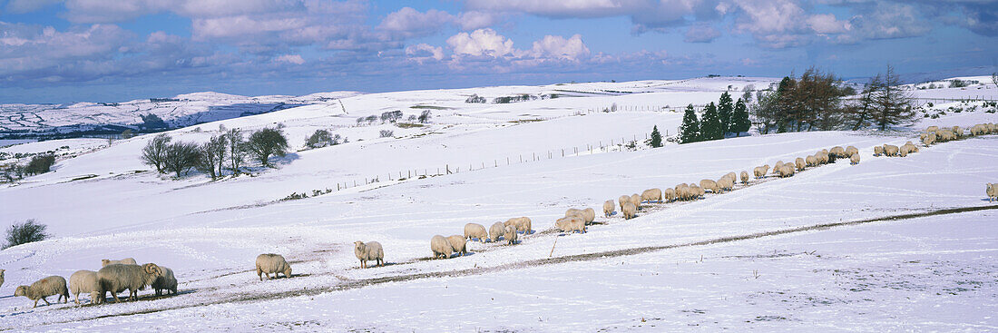 Sheep grazing in snow, Denbigh Moor, Denbighshire, Wales.