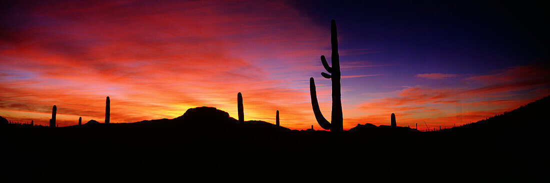 Kakteen Saguaro, Organ Pipe Cactus National Monument, UNESCO Weltnaturerbe, Arizona, USA