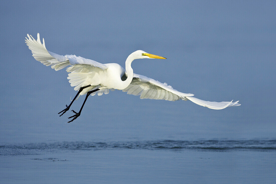 GREAT EGRET (Ardea alba) In flight above water, Estero Bay, Fort Myers Beach, Gulf of Mexico, Florida, USA