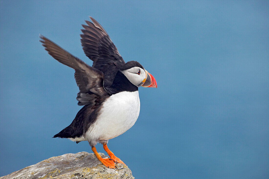 Atlantic Puffin, Fratercula arctica, The Shiant Isles, Minch, Outer Hebrides, Scotland, Great Britain