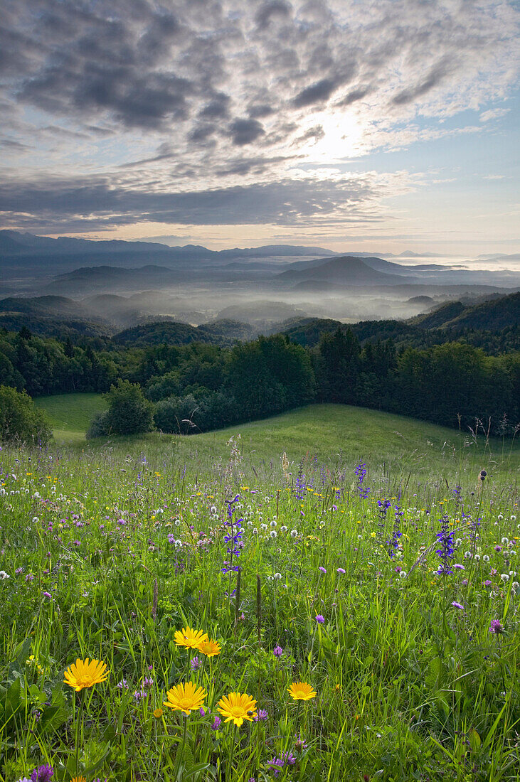 Blumenwiese mit dem Blick auf Polhograjski Dolomiti und Ljubljana Basin, Triglav Nationalpark, Gorenjska, Krain, Slowenien