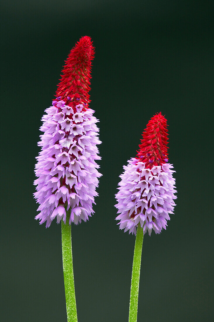 Two flowers of the Orchid Primrose in blossom, Primula vialii