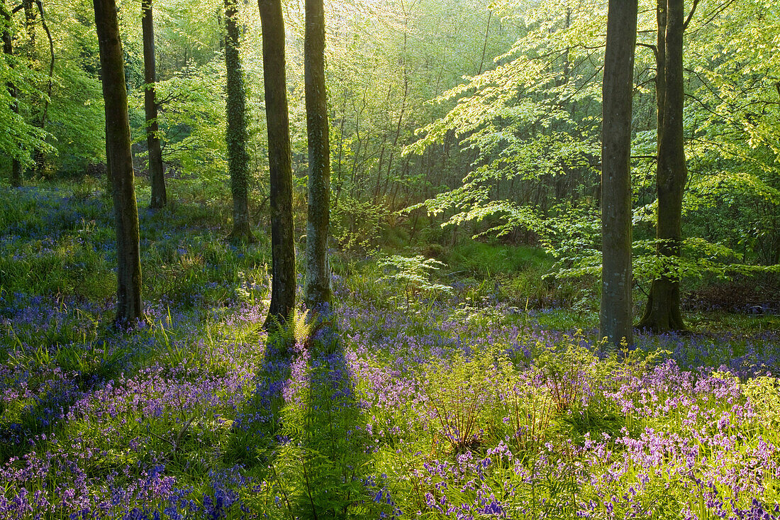 Broadleaved woods in spring, Hooke, Dorset, South West England, England