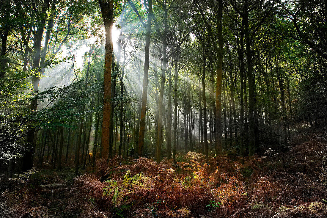 Eichwälder mit Roteiche, Quercus rubra, Forest of Dean, Gloucestershire, England