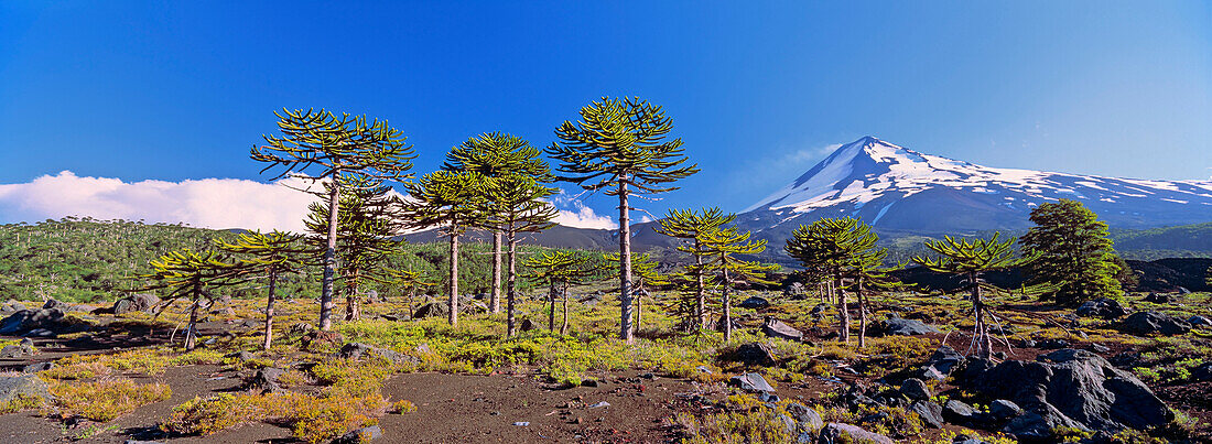 Volcano Llaima 3125m with stand of Monkey Puzzle trees, Araucaria araucana, Conguillo National Park, Araucania, Chile