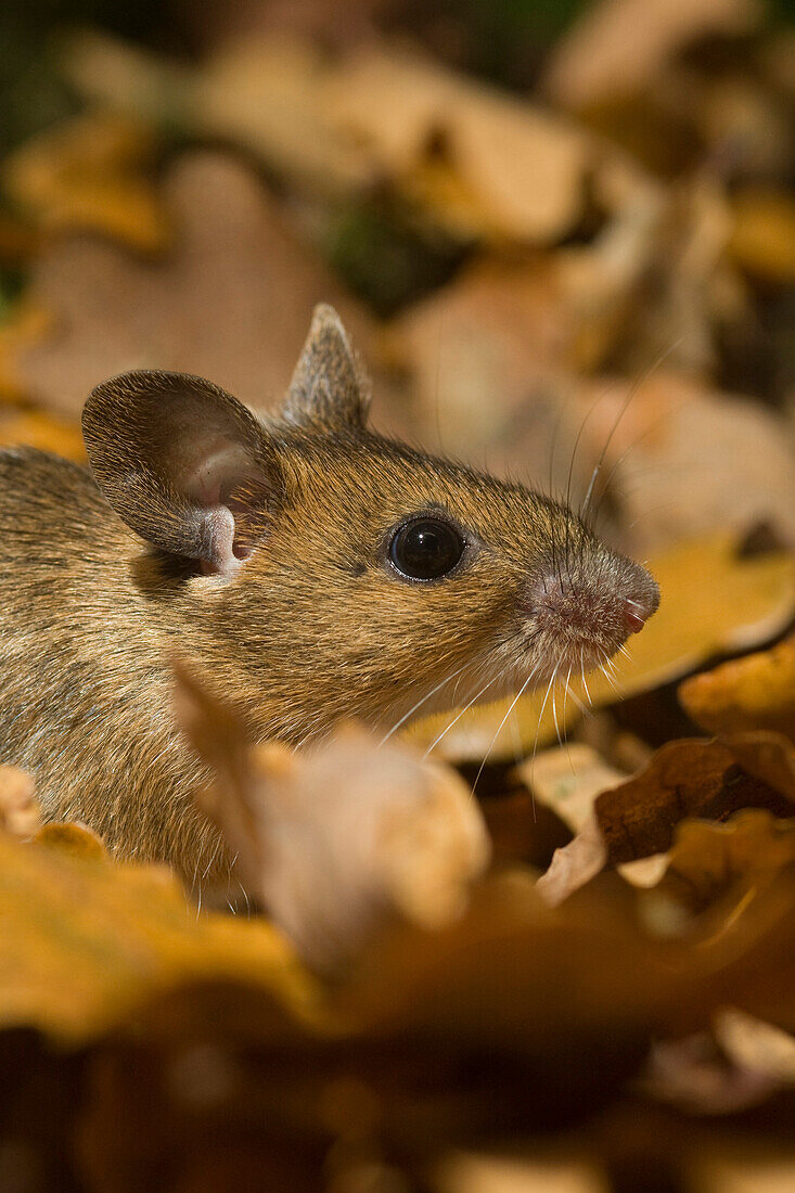 Wood mouse hiding under autumn leaves, Apodemus sylvaticus, Forest of Dean, England