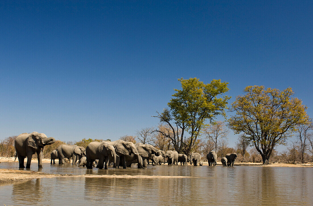 African Elephant herd drinking at waterhole in the dry northern parts of Botswana, Loxodonta africana, Botswana, Africa