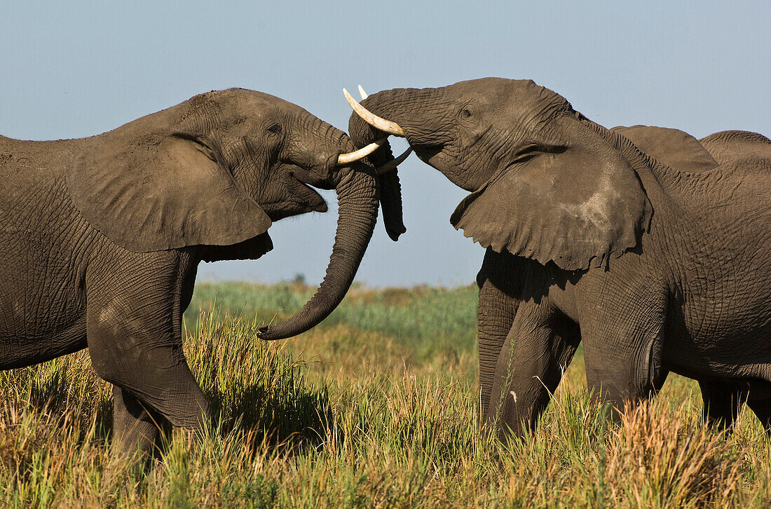 Zwei afrikanische kämpfende Elefanten, Loxodonta africana, Botswana, Afrika