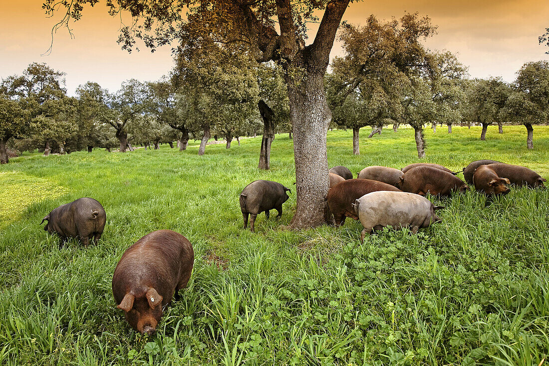Iberian porks