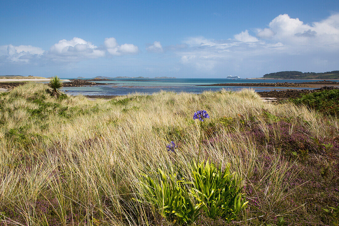 Blue Agapanthus flowers in meadow with cruise ship Azamara Journey, Azamara Club Cruises in the distance, Tresco, Isles of Scilly, Cornwall, England