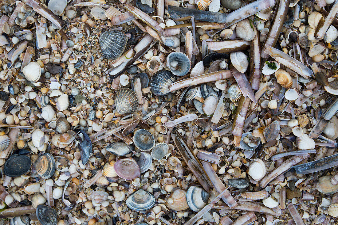 Shells on beach, Deauville, Calvados, Basse-Normandy, France