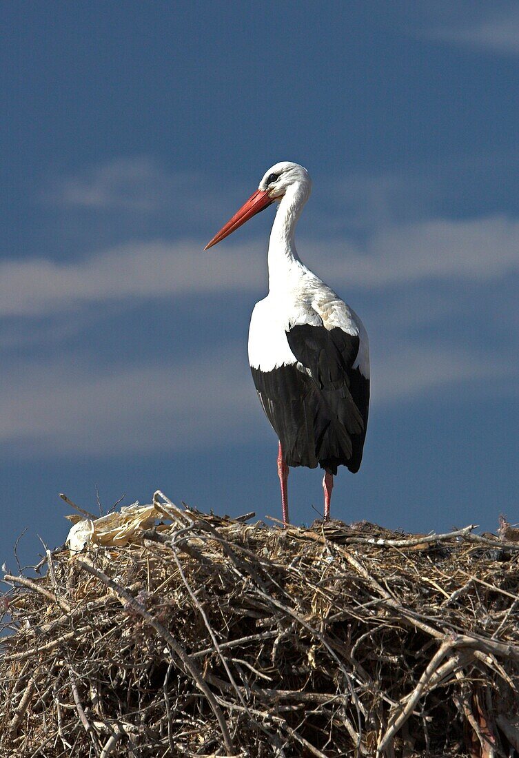 Stork nesting on Marrakech Palais el Badi walls Morocco