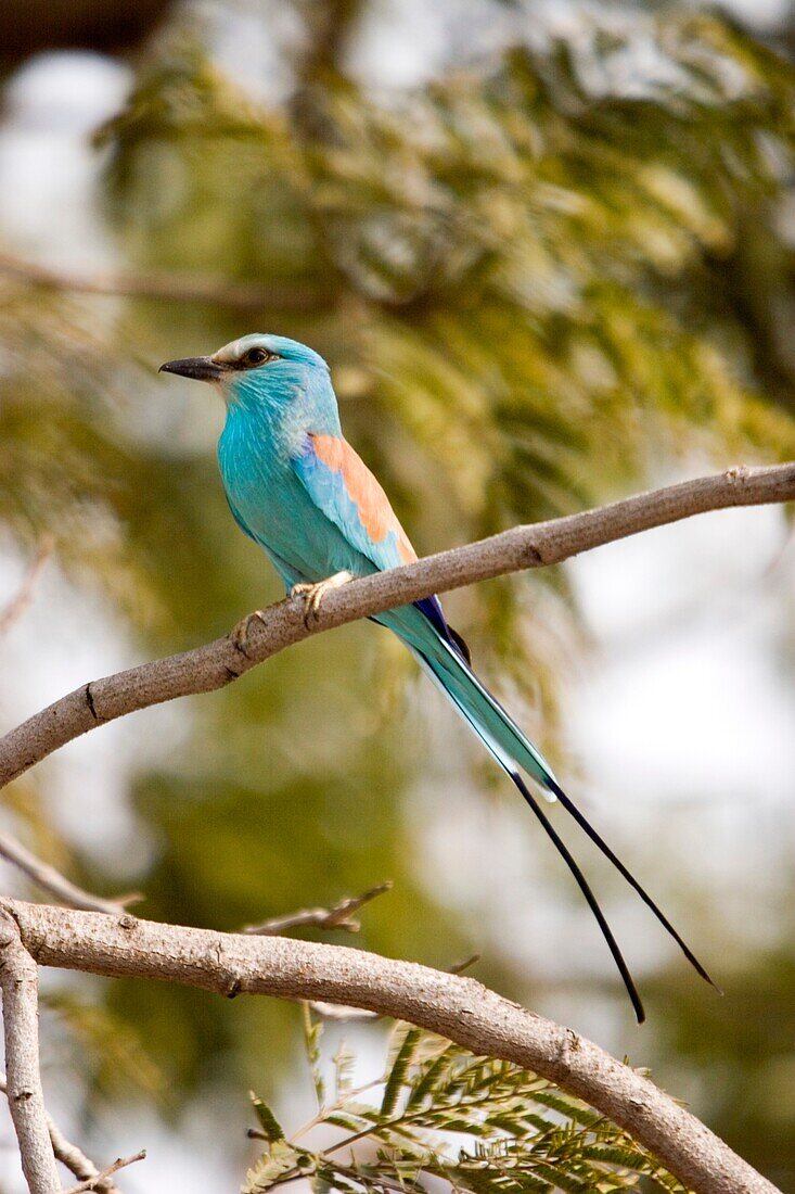 Attractive blue Abyssinian Roller near Tendaba Camp Gambia River The Gambia