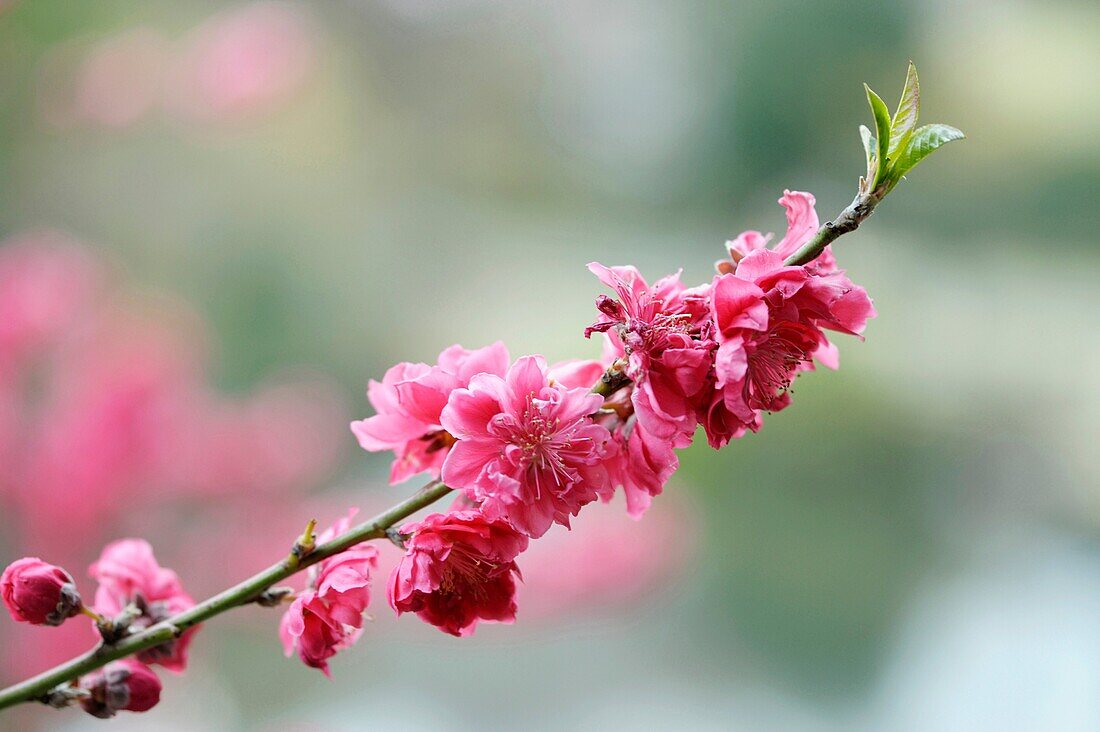 Asia,Japan,Tokyo,Shinjuku Gyoen Garden,cherry tree