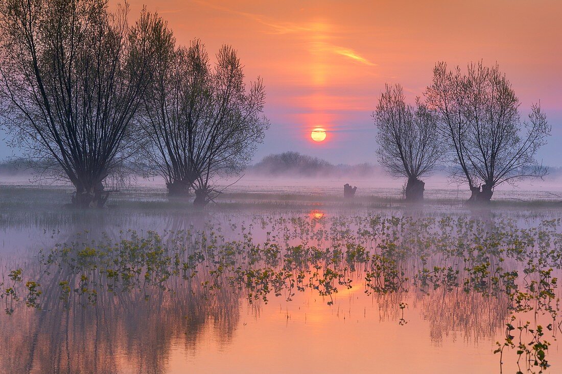 Spring floodwaters of Biebrza River, sunrise, Biebrza National Park, Poland, Europe
