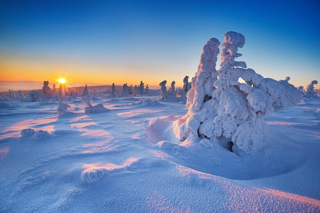 Snowy trees at the Szrenica peak, Karkonosze National Park, Poland, Europe