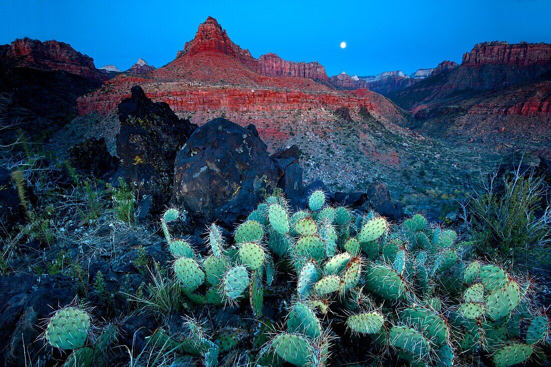 Zion National Park Scene