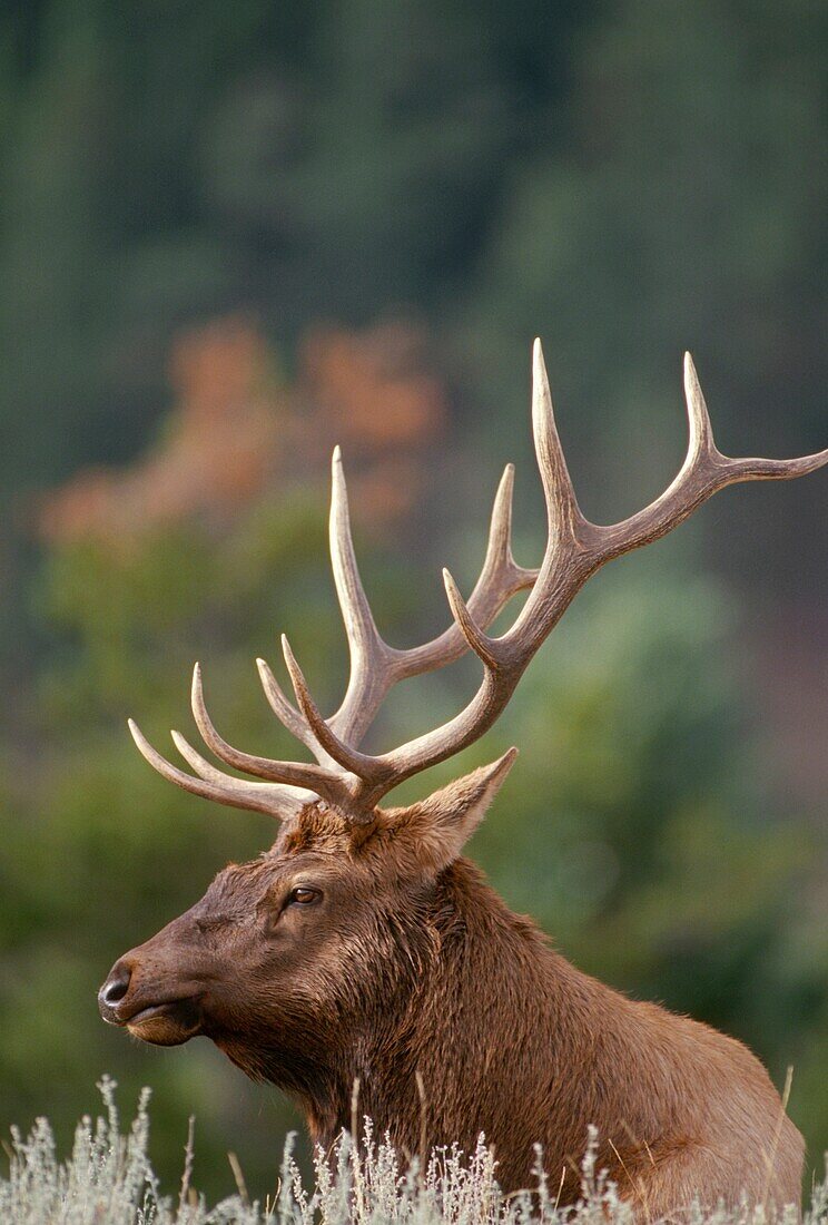 ROCKY MOUNTAIN ELK Cervus canadensis nelsonii bull in peak shape for fall rut, Yellowstone National Park, Wyoming, USA