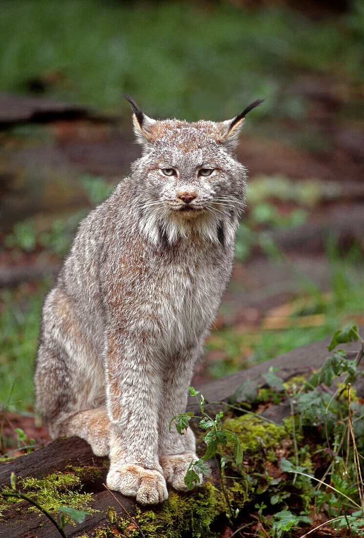 CANADA LYNX Lynx canadensis, native to wilderness areas of northern North America