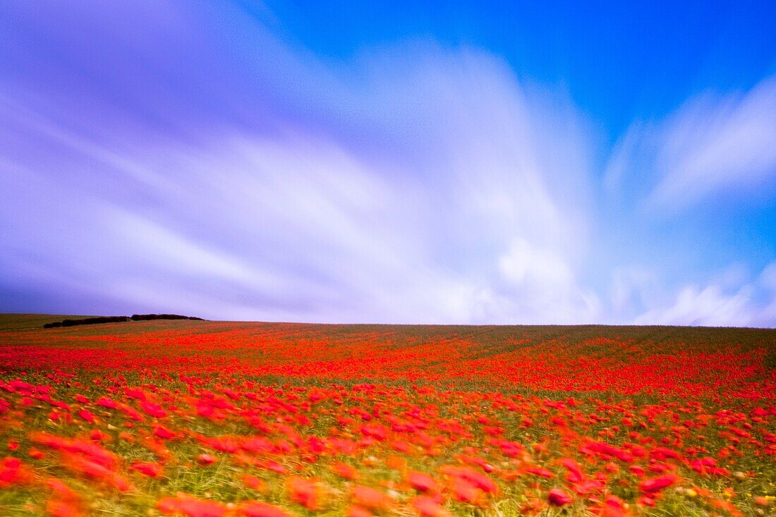 England, Northumberland, Corbridge  Poppy Field in Northumberland, UK