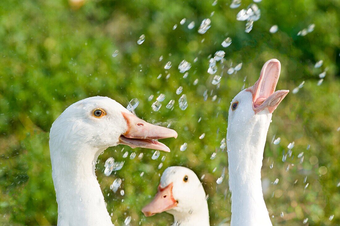 ducks having fun with water