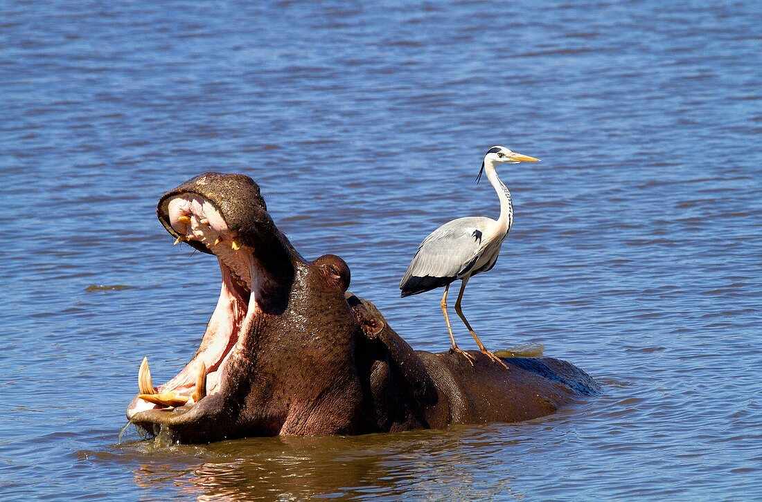 Grey Heron Ardea cinerea, on the Hippopotamus back Hippopotamus amphibius, Kruger National Park, South Africa