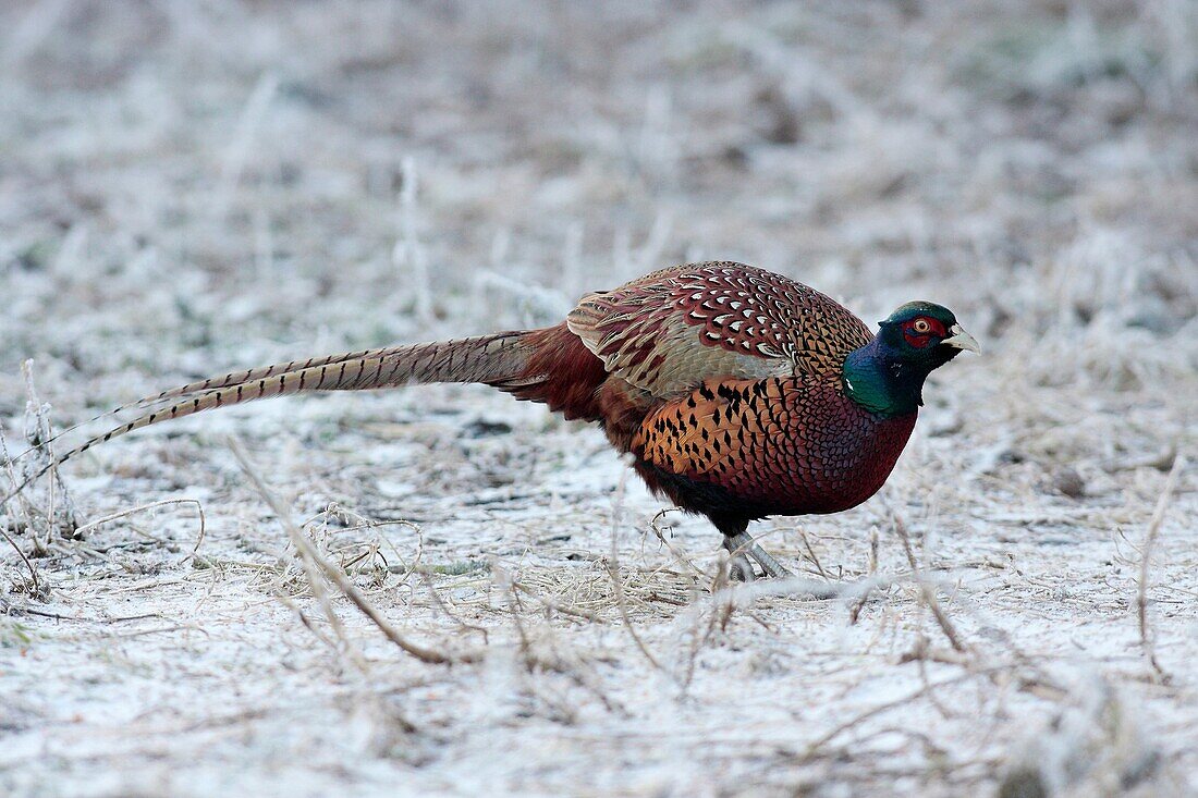 A male ring necked Pheasant Phasianus colchicus