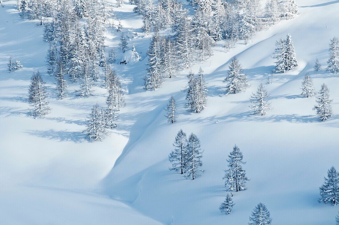 Snow covered forest in winter, Berchtesgaden national park, Bavaria, Germany