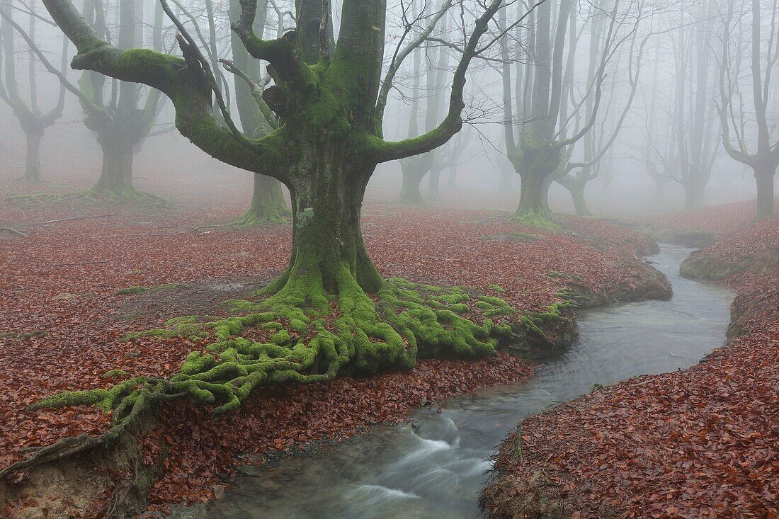 Forest of Otzarreta, Gorbea natural park, Araba, Spain